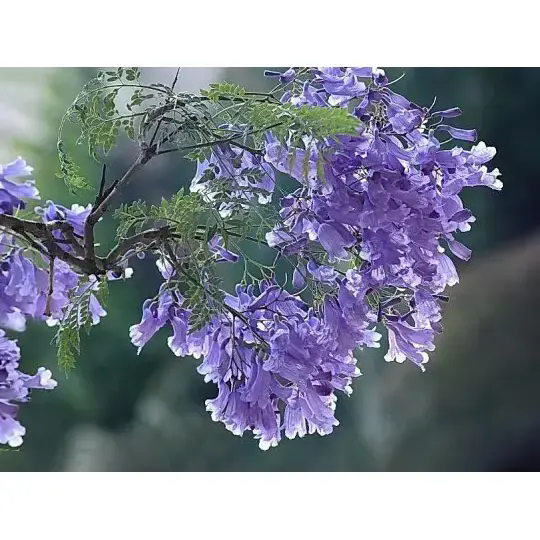 Ako strom Jacaranda vytvára úžasnú krajinu a dlhotrvajúcu krásu?