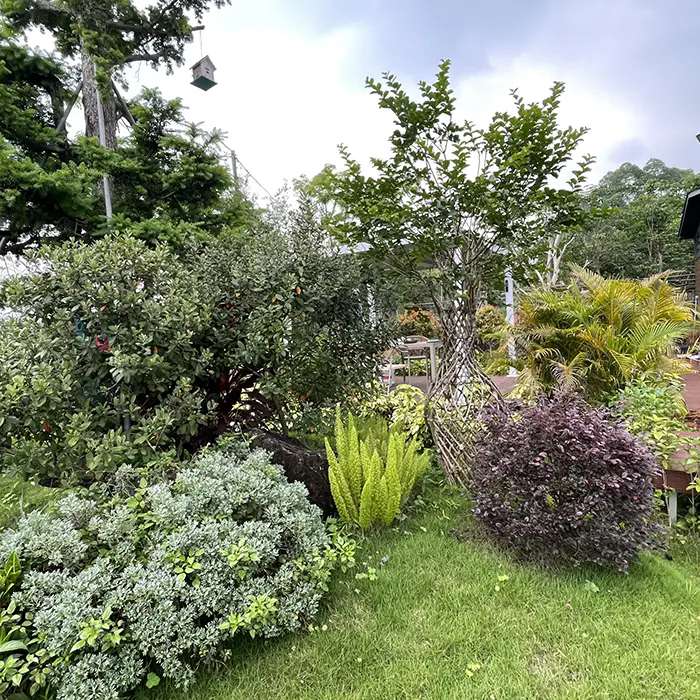 Ako Crape Myrtle vytvára úžasnú krajinu nenáročnú na údržbu?