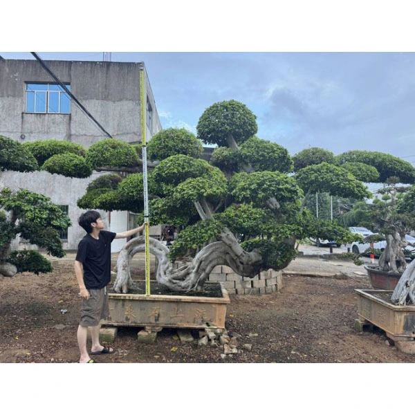 Ficus Microcarpa Bonsai Tree