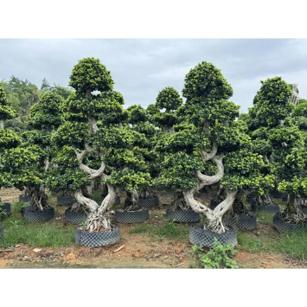 Ficus microcarpa Podšívky