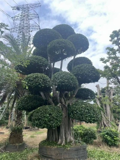 Specimen Ficus microcarpa Tree