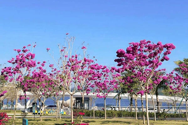 Specimen Purple Trumpet Tree