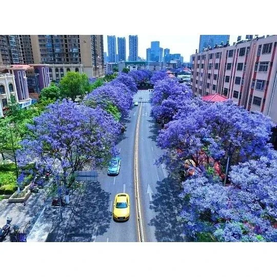 Bonsai strom Jacaranda