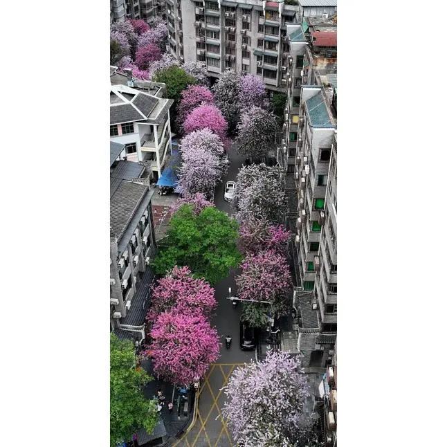 Bonsai z ružovej orchidey