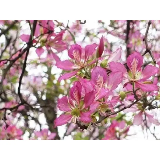 Bonsai z ružovej orchidey