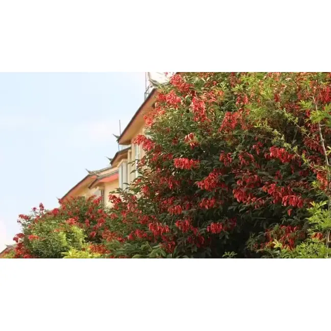 Vzor Cockscomb Coral Tree