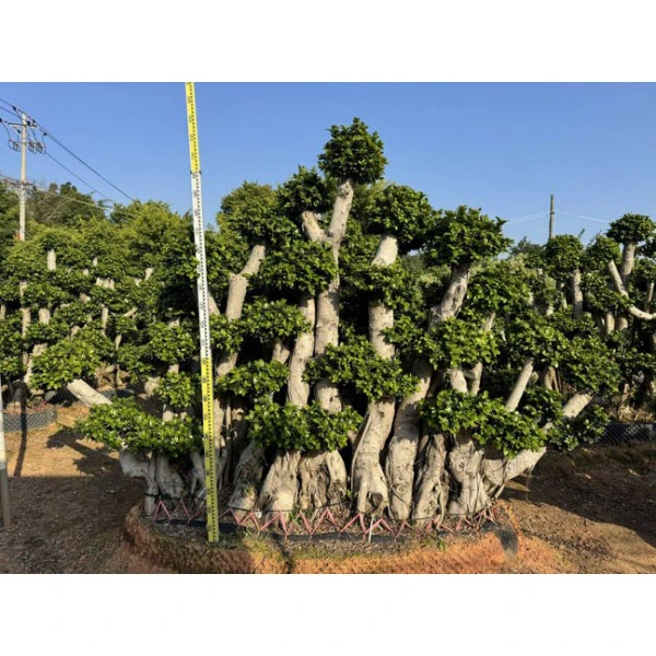 Vzor stromu Ficus microcarpa